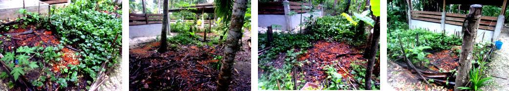 Images of tropical bacyard garden
        areas filling up with plants