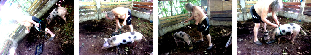 Images of attempts to put a harness on
        a tropical backyard piglet