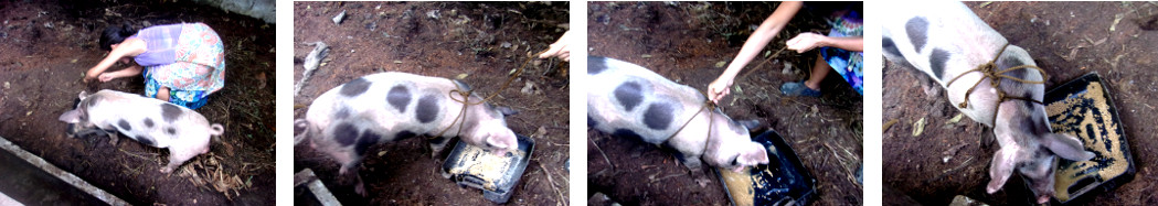 Images of tropical backyard piglet
        getting tied into a harness