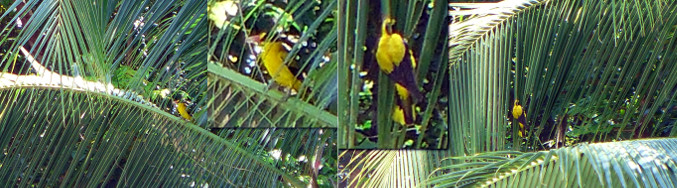 Images of Oriole in tropical backyard