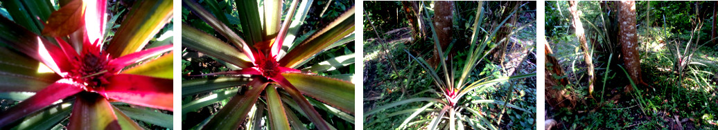 Images of a tropical backyard pineapple