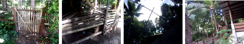 Images of various oddjobs in tropical
        backyard