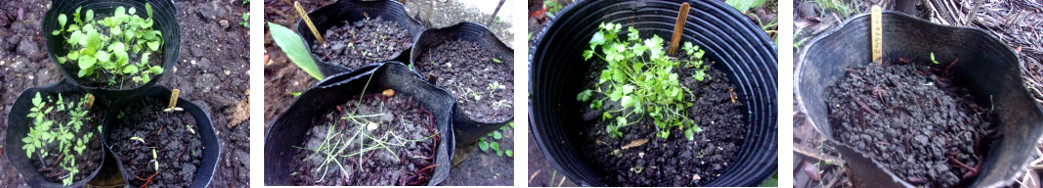 Images of potted seedlings in tropical
        backyard