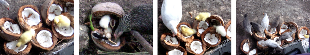 Images of Ducks and Chickens eating
        coconut in tropical backyard