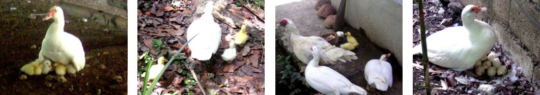 Images of various Muscovy ducks with offspring in
        tropical backyard