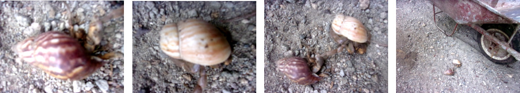 Images of two hermit crabs in tropical
        backyard