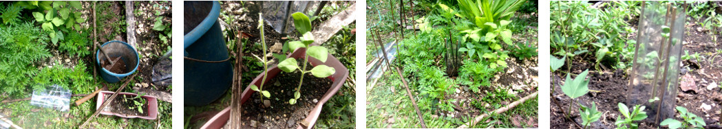 Images of two sunflower seedlings
        replanted in tropical backyard