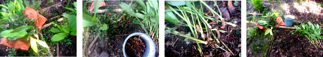 Images of turmeric being removed from
        tropical backyard garden patch