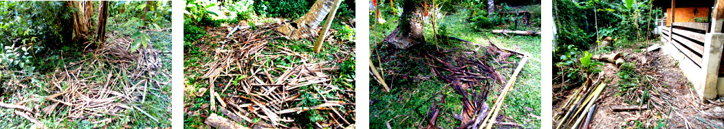 IMagws of debris from tree felling
        composted i tropical backyard
