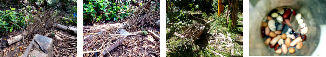 Images of sticks from tree felling
        used as bean poles in tropical backyar