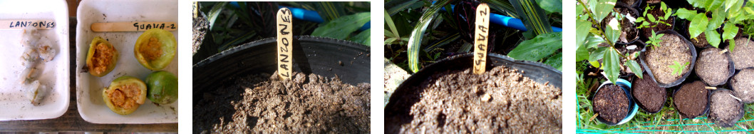 Images of Lanzones and Guava seeds
        planted in pots in tropical backyard