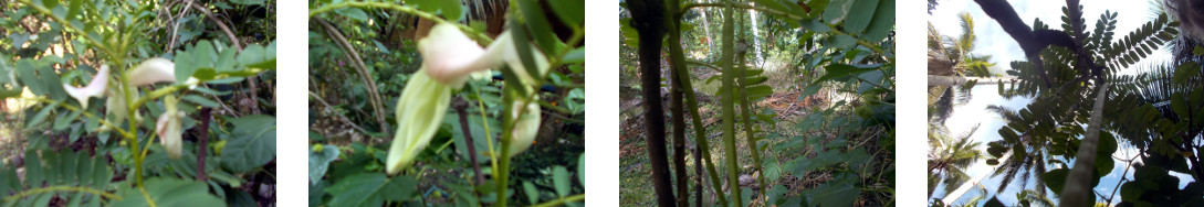 Images of edible katurai tree in
        tropical backyard
