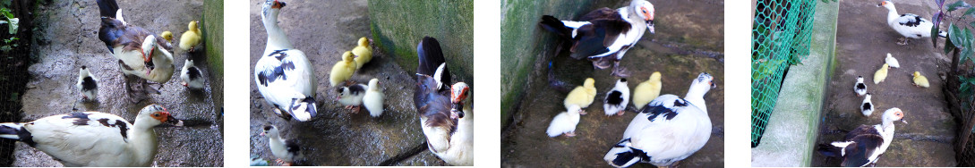Images of three generatioms of
        tropical backyard ducks togetheer