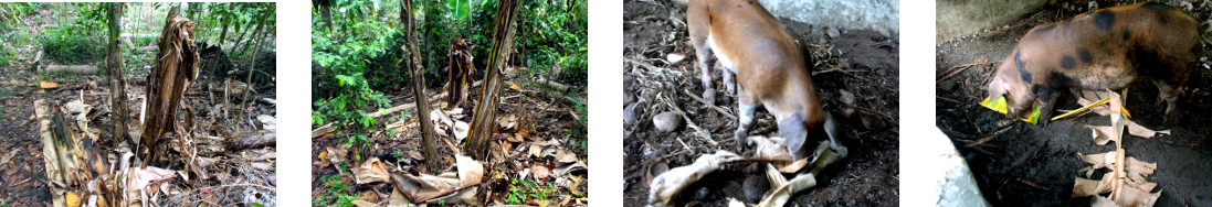 Images of fallen banana tree in tropical backyard
            processed for compost and pig fodder