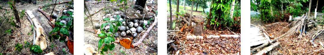 Images of sorting out the debris after tree felling in
        tropical backyard