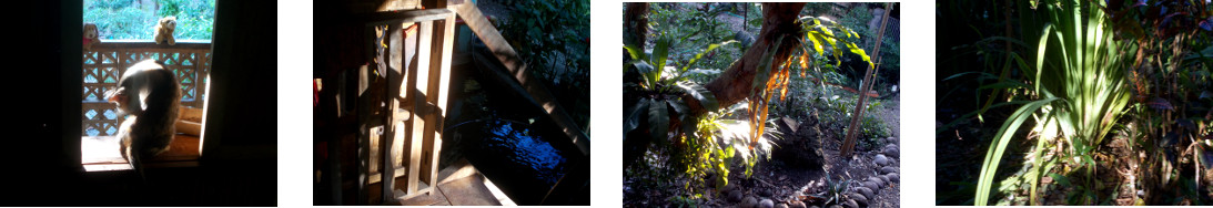 Images of "home" in tropical
        house and garden