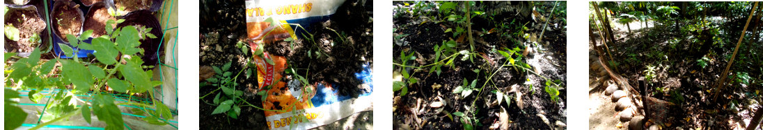 Images of tomato seedlings transplanted in tropical
            backyard