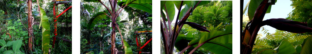 Images of red banana tree starting to
        fruit in tropical backyard