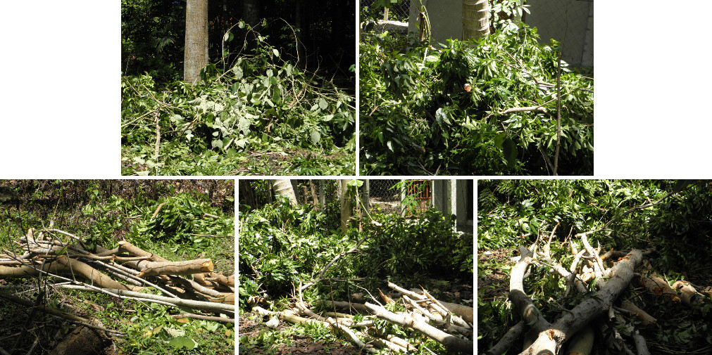 Images of garden debris after cutting
        trees