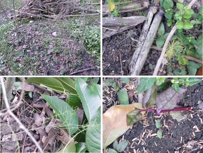 Images of young asparagus plants retrieved from under
        garden debris
