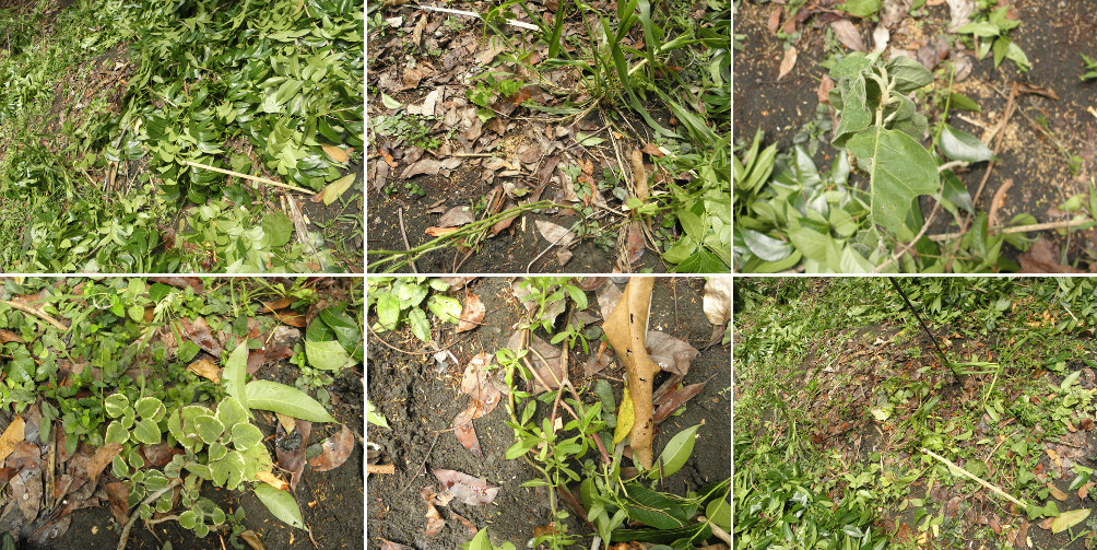 Images of plants recovered fropm under garden debris