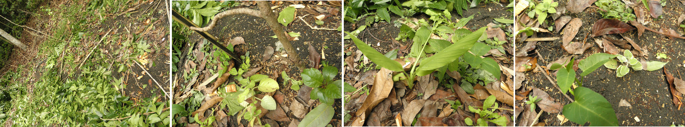 Images of plants revovered from
          under garden debris