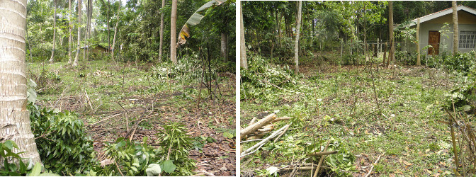 Overview of area cleared of garden debris