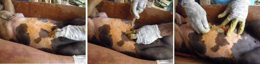 Images of local anasthetic being injected into
            piglet before hernia operation
