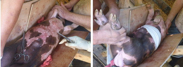 Images of suturing and bandage after piglet
            operation for hernia