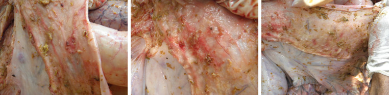 Images of pig's internal organs during necropsy -button
        ulcers