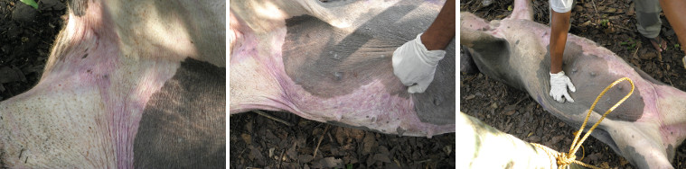 Images of of external examination of dead pig