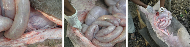 Images of pig intestines during necropsy