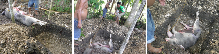 Images of dead pig being moved into her grave