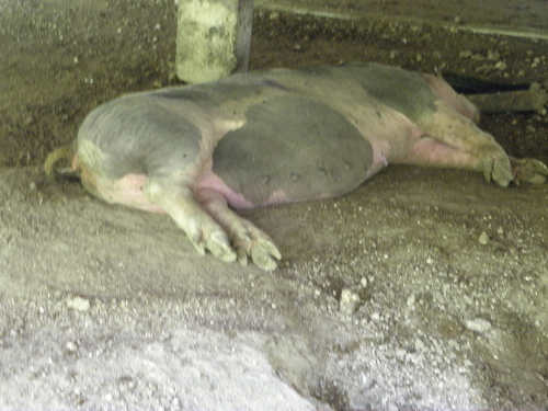 Image of dead pig