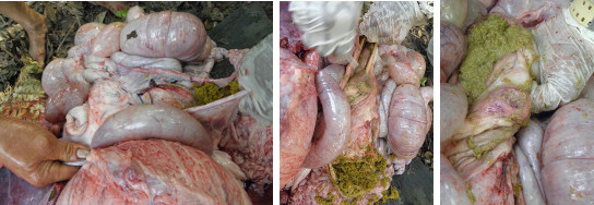 Images of pig's internal organs during necropsy