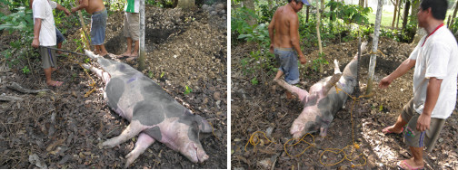 Image of dead pig being positioned for necropsy