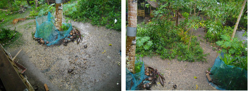 Images of Drainage around house during tropical rain