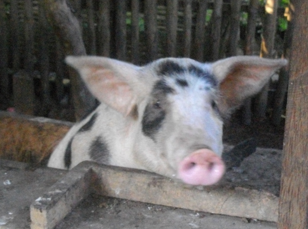 Image of a pig looking out from pen