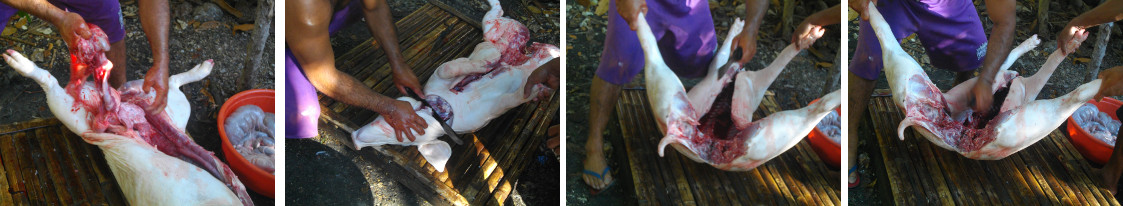 Images of inside of freshly slaughtered pig being
        cleaned out