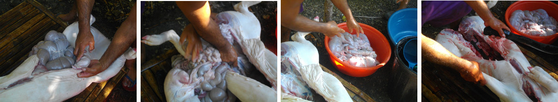 Images of intestines being removed from freshly
        slaughtered pig