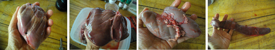 IMages of internal organs from freshly slaughtered pig