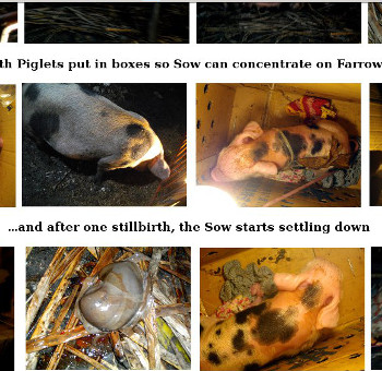 Visual link to birth of piglets web page