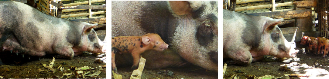Images of one day old tropical backyard piglets