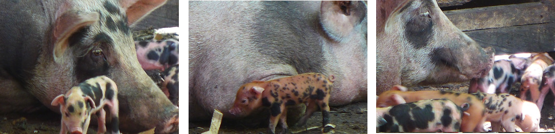 Images of one day old tropical backyard piglets