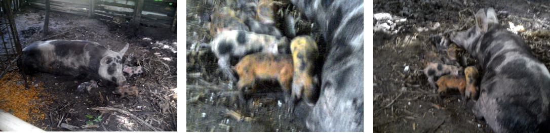 Images of tropical backyard sow with
        six day old piglets