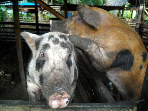 Images of tropical backyard Sow and
        Boar before mating