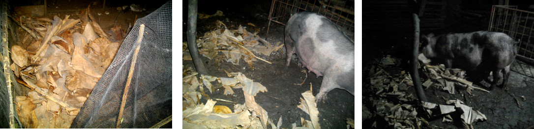 Images of tropical backyard Pig making
        a nest from Banana leaves before farrowing