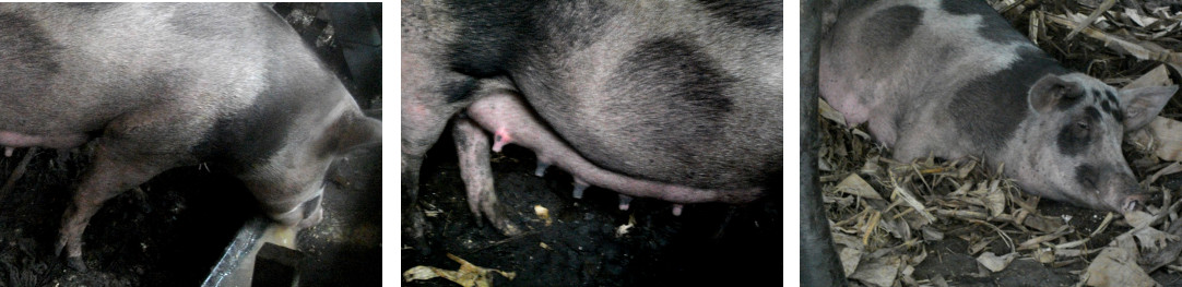 Images of tropical backyard Pig taking a rest before
        farrowing