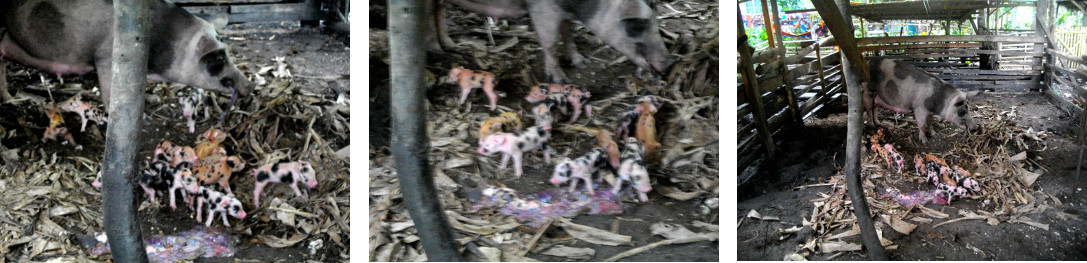 Images of newly born piglets in tropical backyard