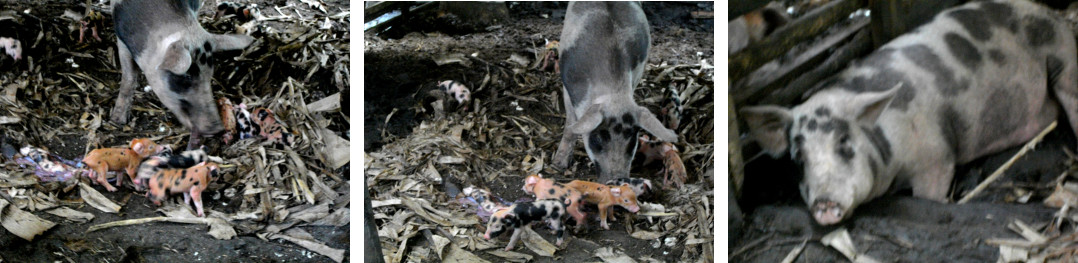 Images of newly born piglets